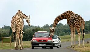 Сафари и Марин Парк Бангкок (Safari World & Marine Park)