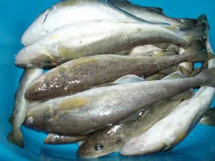 Вкусовые качества рыбы навага