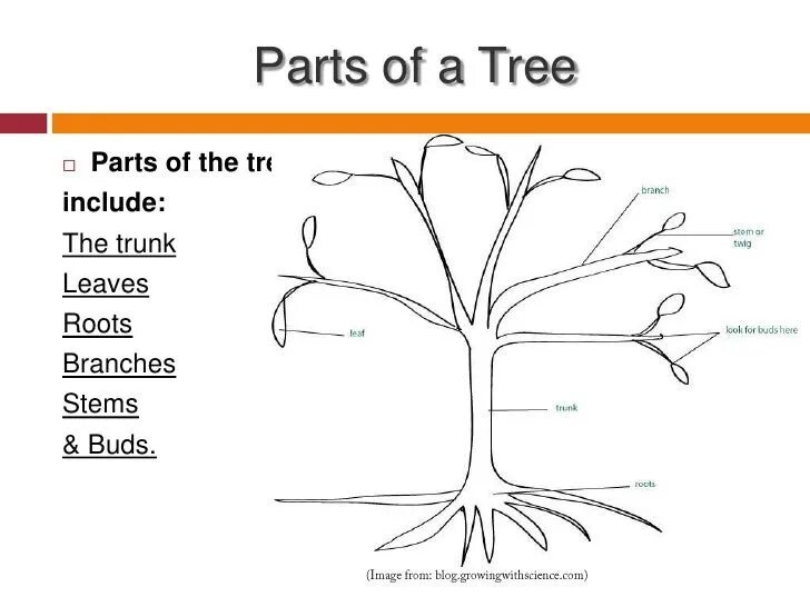 Tree parts and functions. Parts of a tree for kids. roots и branches разница. root branch. root tree косметика.