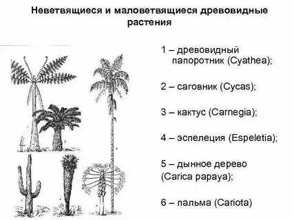 Систематика пальмы