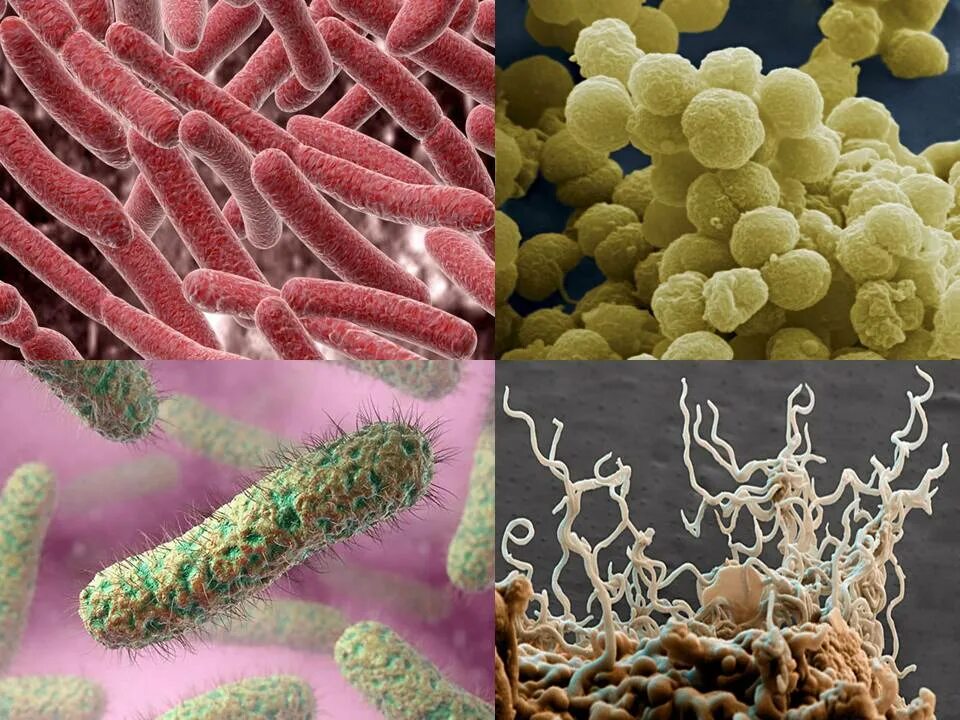 Бактерии. Микроорганизмы. Разные бактерии. Патогенные микробы.