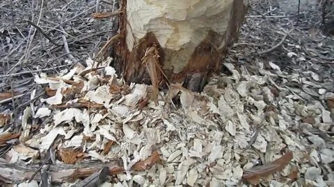 Дамбу прогрызли грызуны