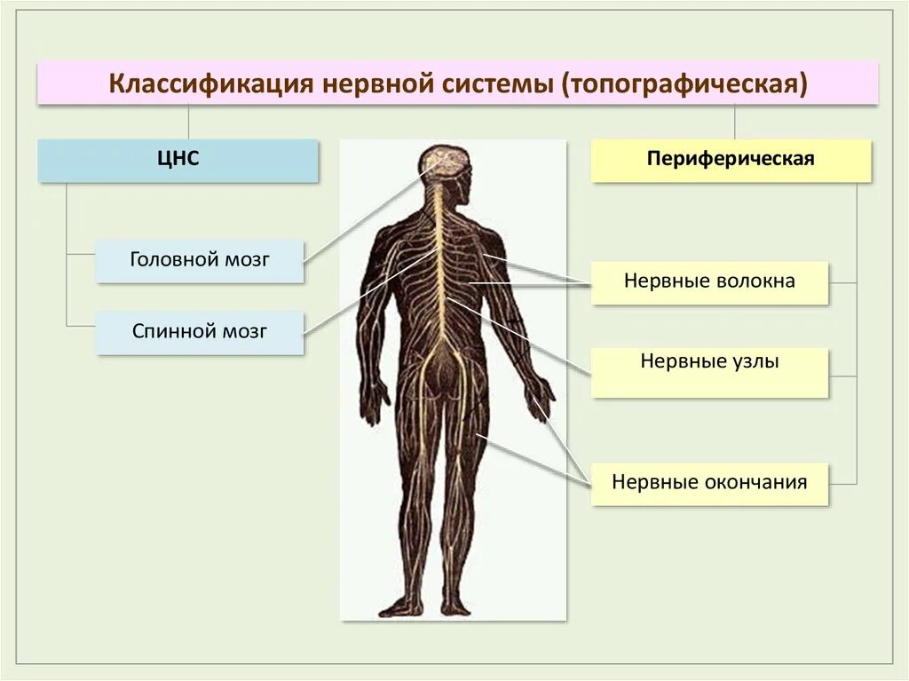 Классификация нервной системы человека. Классификация нервной системы по топографическому принципу. Деление нервной системы по топографическому признаку. Нервная система человека схема классификации.