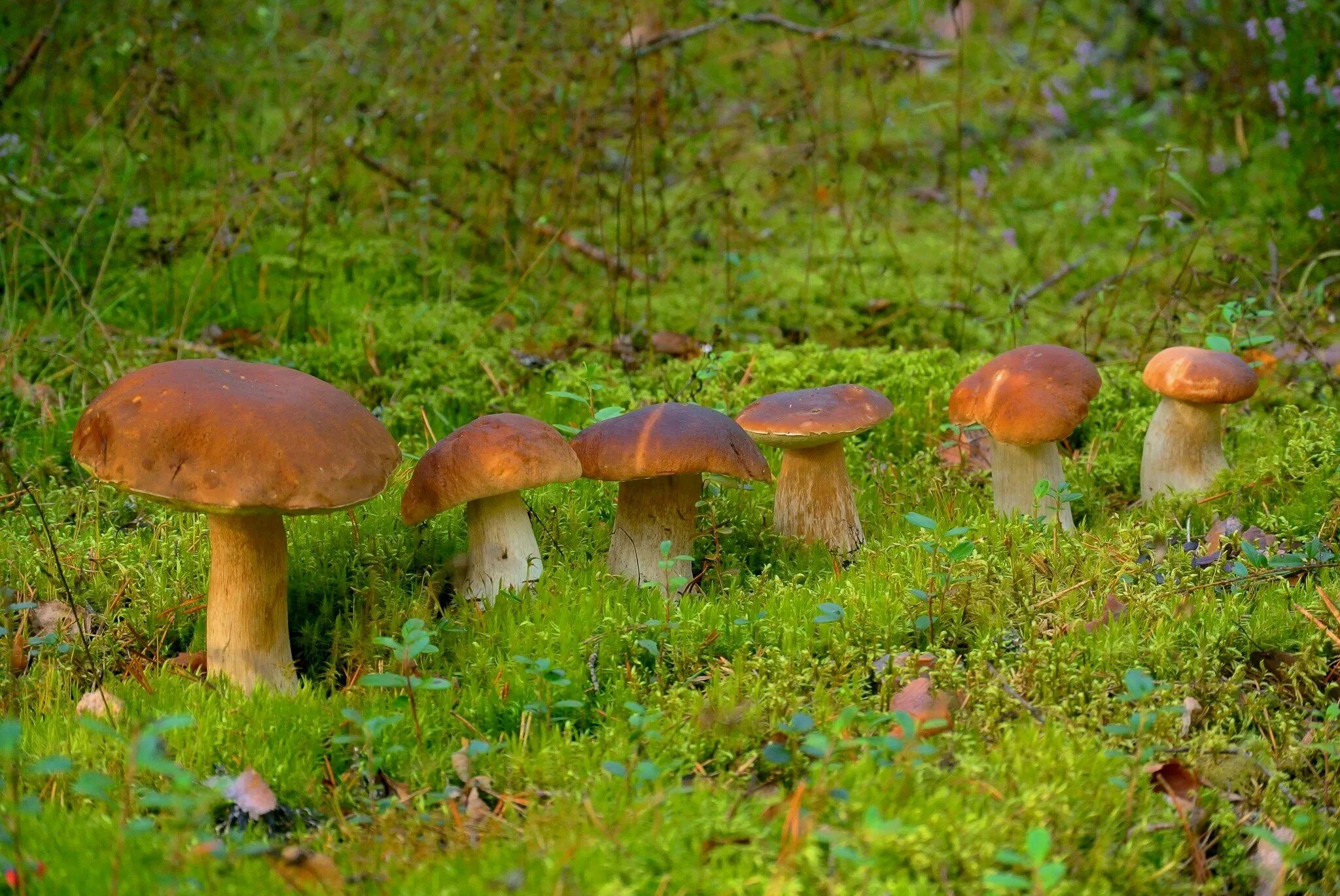 Поляна грибов. Поляна с грибами. Полянка с грибами. Поляна с грибами в лесу. Грибочки стоят