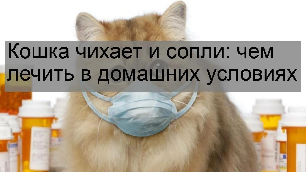 Котам от простуды. Лекарство для кошек от чихания. Кот простыл лекарства. Кот с лекарствами. Кошки сопли из носа