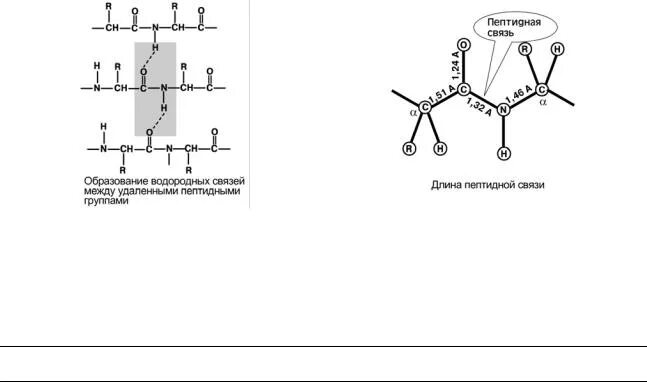 Схема пептидной связи. Схема образования пептидной связи. Строение пептидной связи. Электронное строение пептидной связи. Пептидная группа атомов