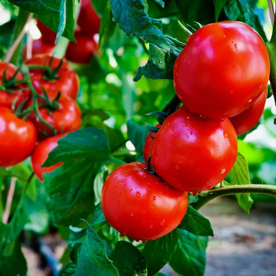 Семена томатов феня. Томат Любань. Красивые помидоры. Куст помидора. Красивые грядки для помидор.