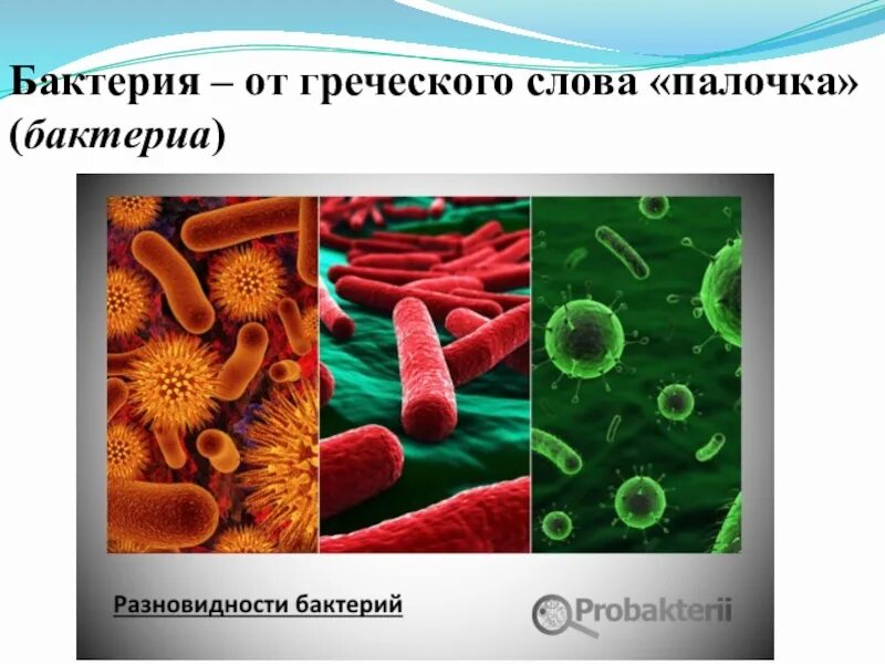 Биология 5 бактерии. Биология 5 бактерии