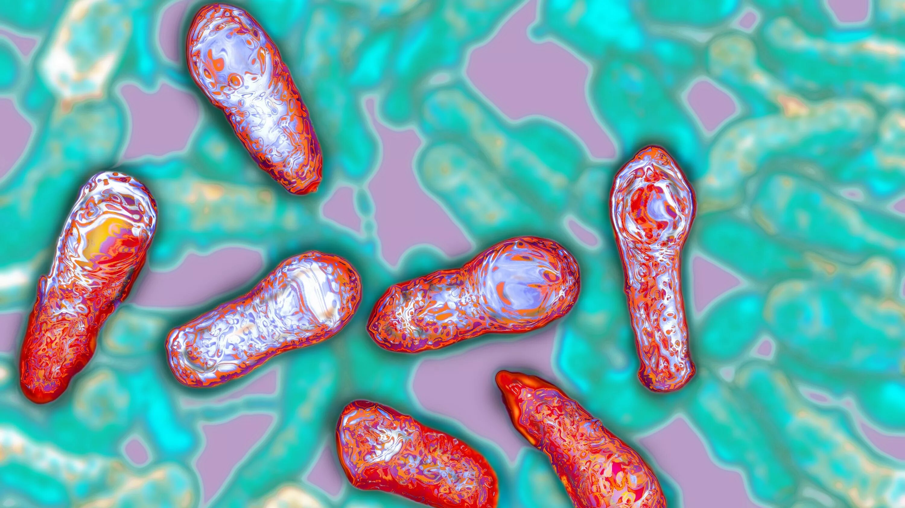 Clostridium spp. Клостридия ботулинум. Клостридия ботулизма бактерия. Ботулизм пищевые токсикоинфекции. Ботулотоксин клостридиум ботулинум.