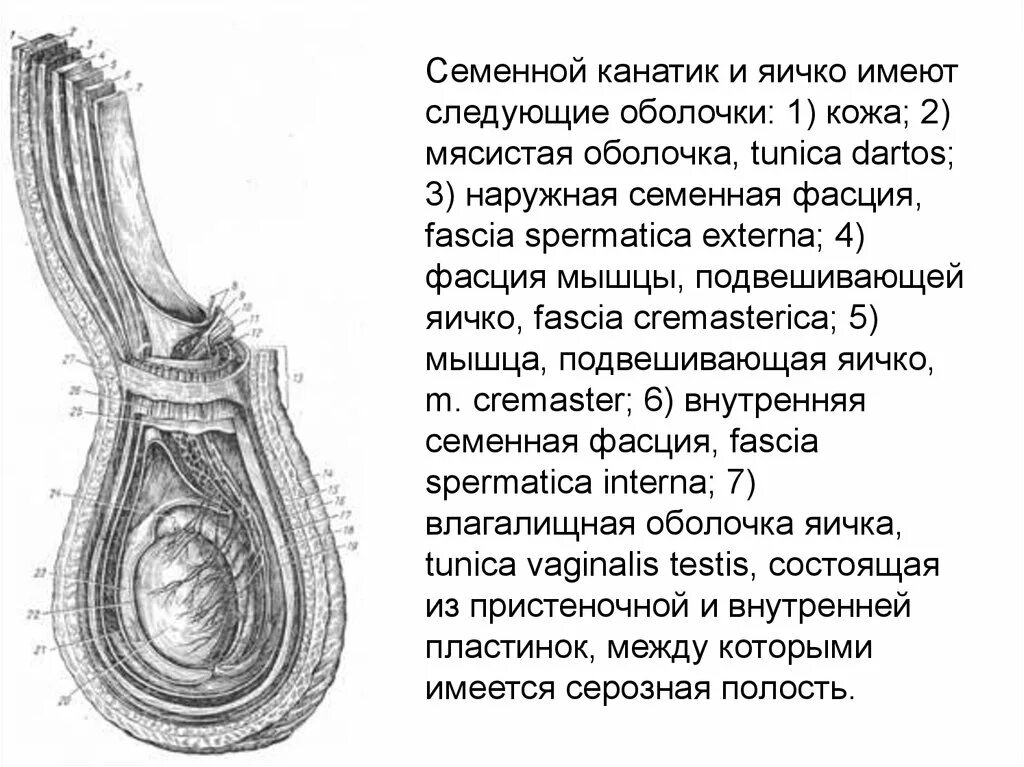 Строение семенного канатика оболочка яичка. Схема фасциальных оболочек яичка. Схема оболочек яичка и семенного канатика. Оболочки семенного канатика анатомия.