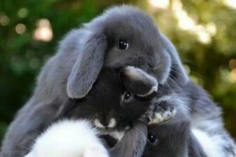 Кролики декоративные карликовые банни. Кролики и крольчата. Bunnies pet. Bunnies pet. Декоративные крольчата.