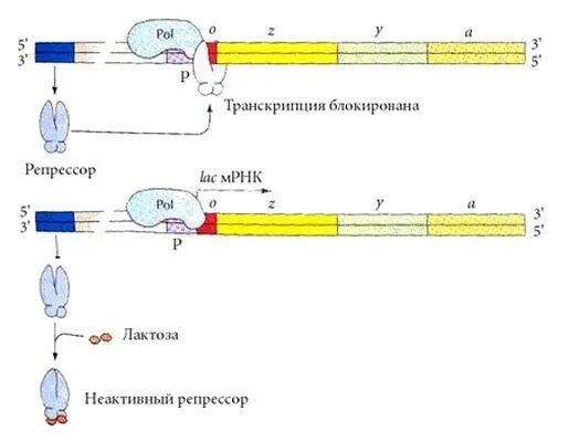Оперон схема регуляции lac оперона. Схема негативной индукции жакоба и моно. позитивная регуляция лактозного оперона. индукция оперона у прокариот. схема lac-оперона жакоба и моно.