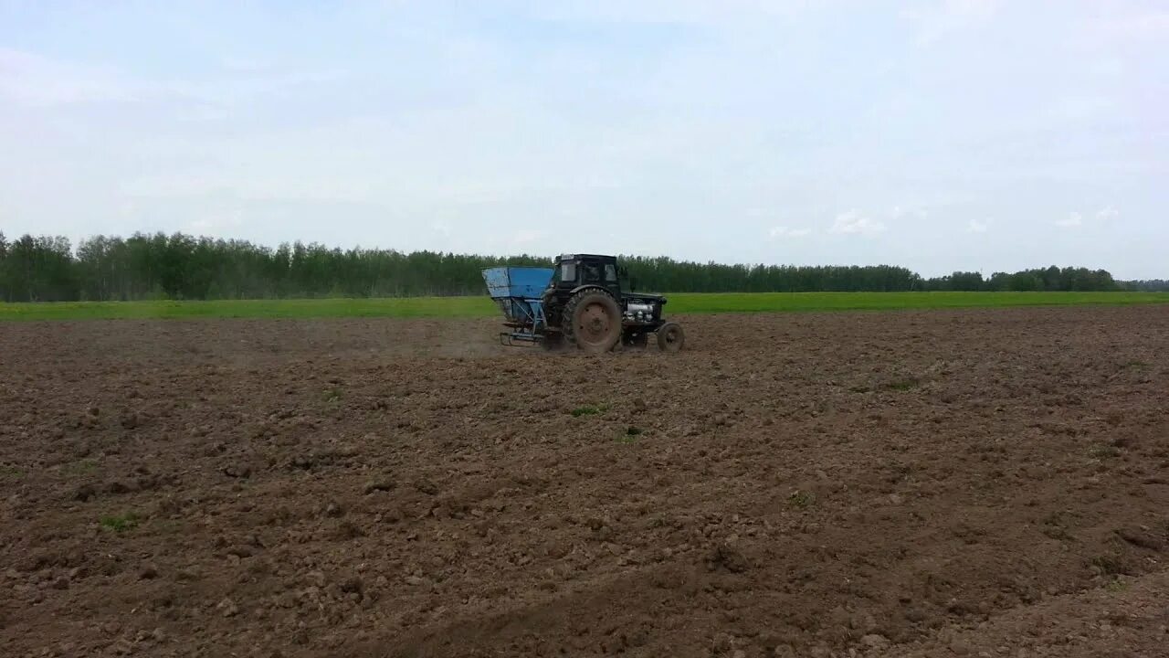 Участок прямоугольной формы засеяли овсом. Посев овса. Засев овса. Подготовка овса к посеву. Сеять овес.