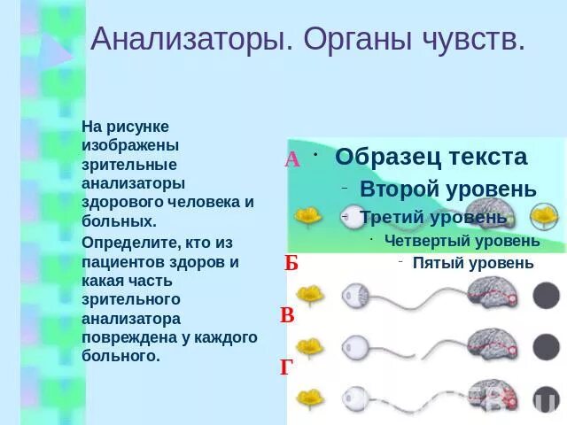 Анализаторы органы чувств 8 класс тест ответы. Анализаторы здорового и больных пациентов. Анализаторы здорового и больных пациентов рисунок. Анализатор зрения здорового и больного. Какие анализаторы у больного и здорового человека.