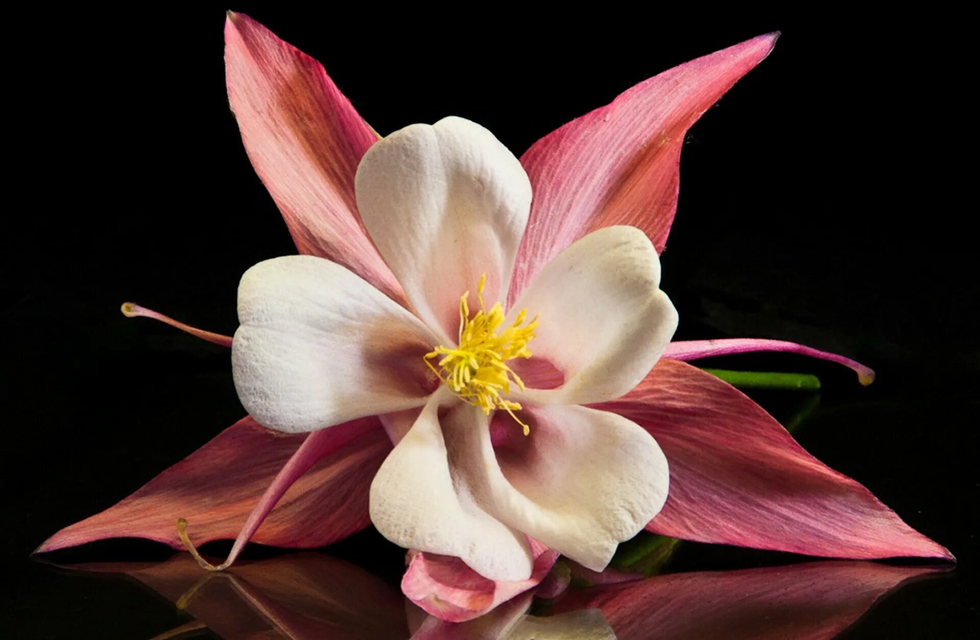 Невероятные цветы. Орхидея Коломбина. Необыкновенные цветы. Красивые цветы. Красивые цветочки.