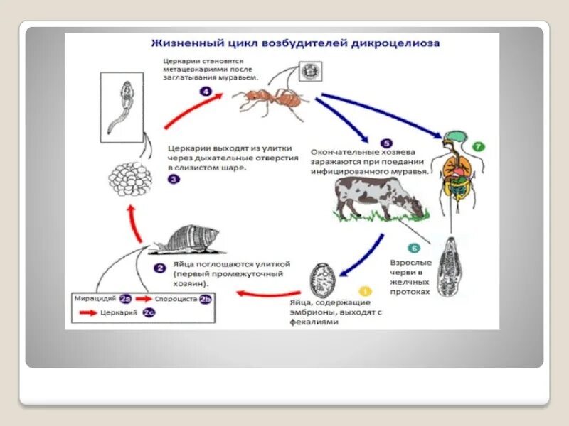 Жизненный цикл возбудителя. Жизненный цикл ланцетовидного сосальщика схема. Цикл развития ланцетовидной двуустки. Цикл развития ланцетовидной двуустки схема. Дикроцелиоз цикл развития схема.