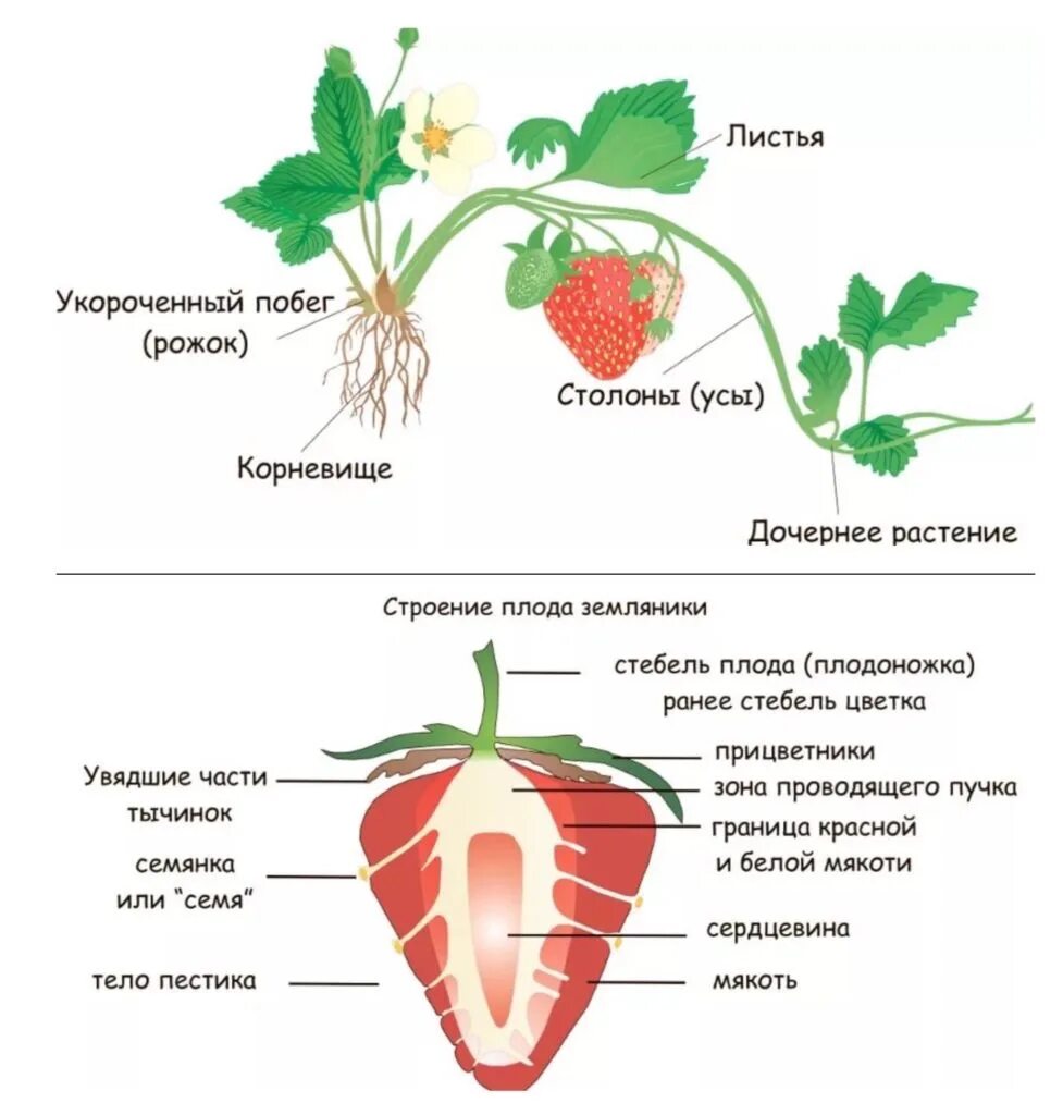 Какие листья растения у земляники. Строение ягоды земляники. Строение клубники схема. Строение клубники биология. Строение семени клубники.