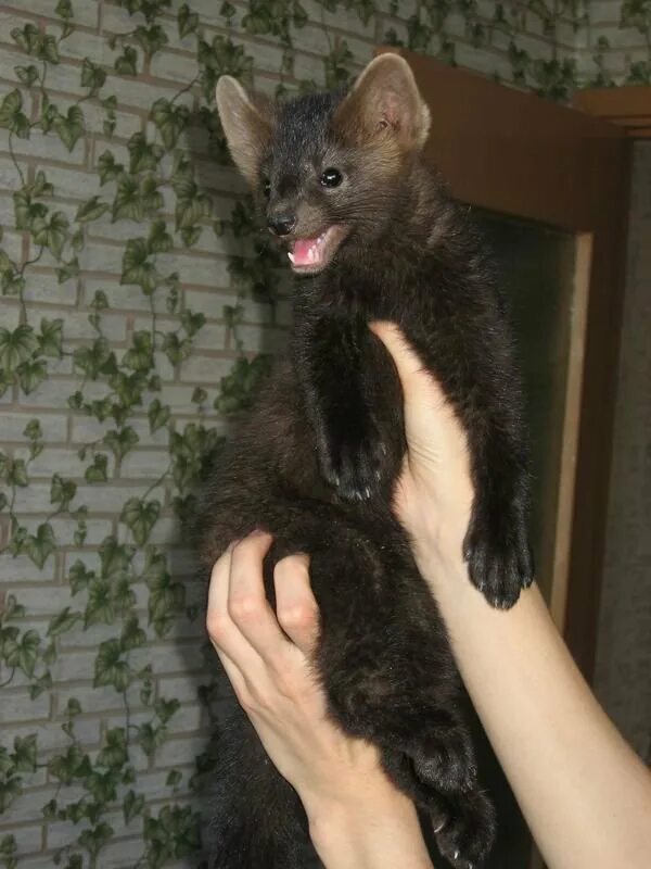 лесная куница чёрная. куньих). баргузинский соболь. соболь норка куница. каменная куница (суусар).