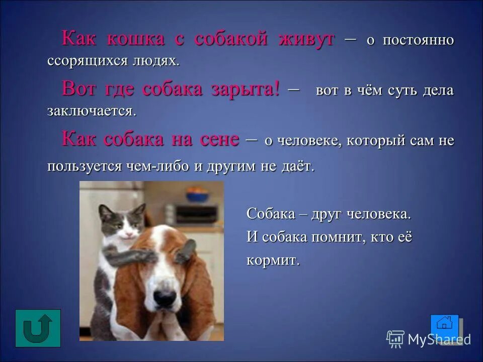 Где живут домашние животные. Где жила собака. Собака ждет. Где жила собака. Фильм собачья жизнь 1.