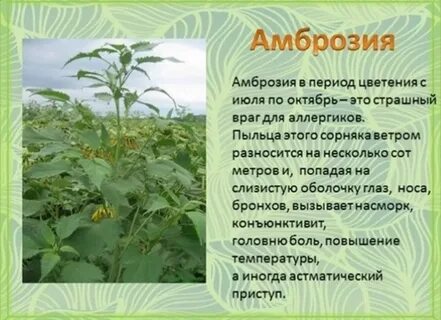 Амброзия растение описание