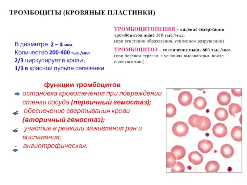 Снижены тромбоциты мужчин. Показатели тромбоцитов в периферической крови. Тромбоциты кровяные пластинки. Тромбоциты в периферической крови. Тромбоциты при кровопотере.