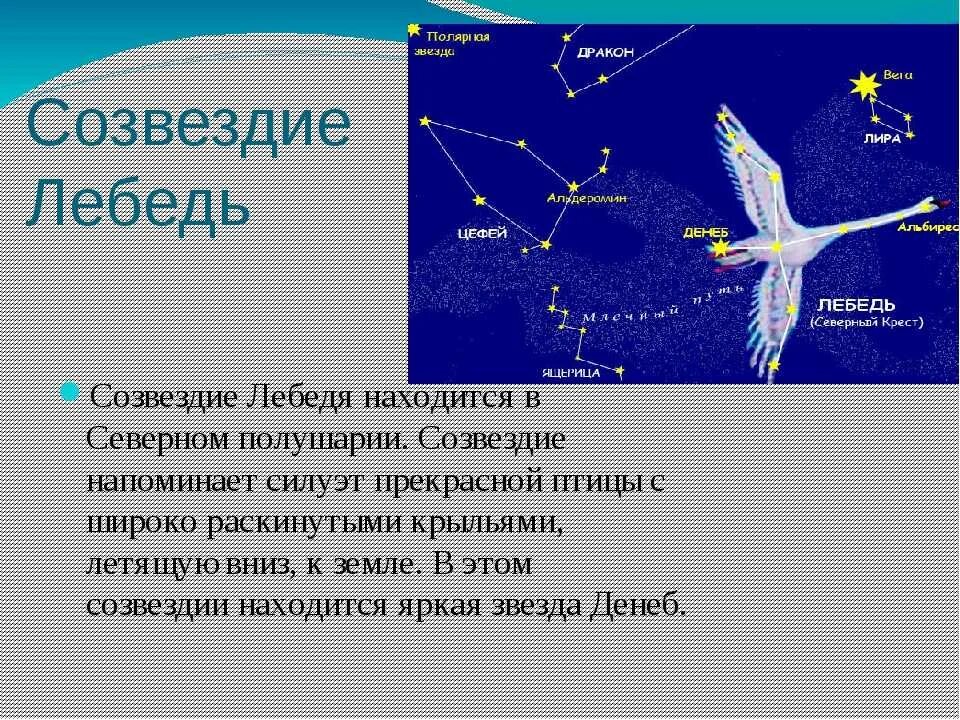 Об 1 из созвездий весеннего неба. Рассказ о созвездии лебедь. Созвездие осеннего неба лебедь. Проект Созвездие для 1 класса лебедь. Созвездие лебедь окружающий мир 1 класс.