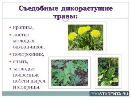 Какие растения используются в пищу