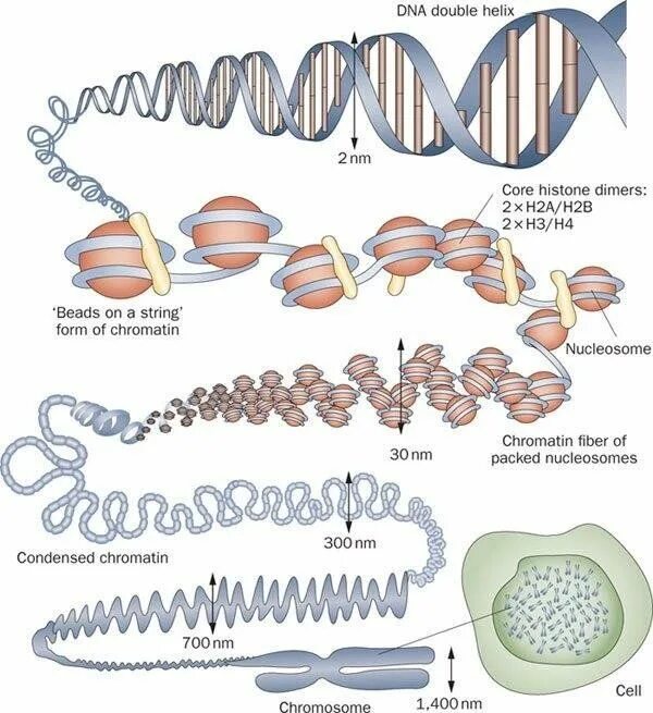 Спирализация молекулы. Строение ДНК хроматин. Уровни компактизации ДНК. Хромосомы ДНК +белки гистоны. Схема упаковки ДНК В хромосоме.