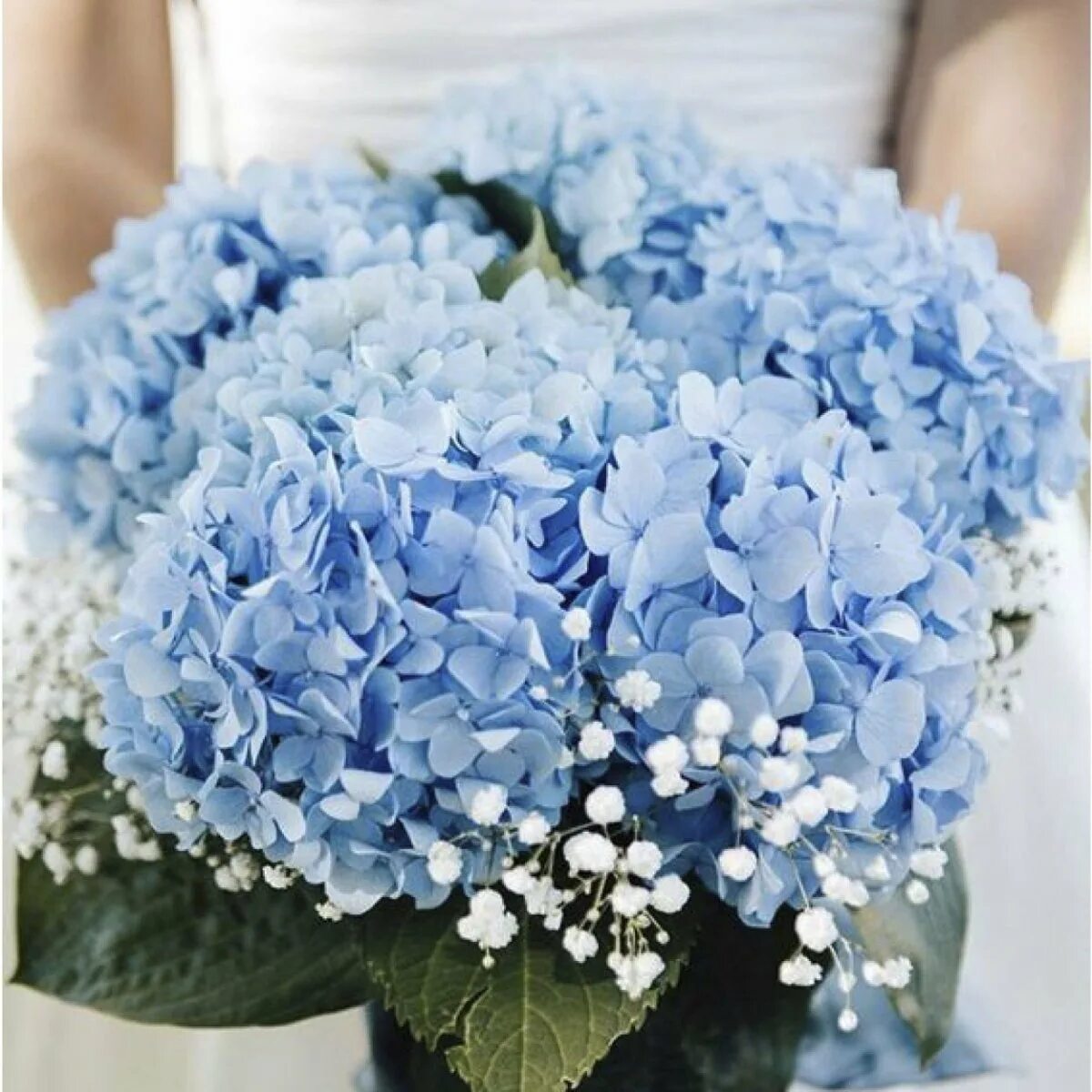 Красивые цвет из синих цветов. Букет с голубой гортензией.