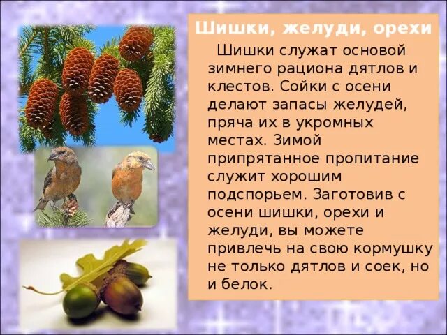 Собирают спелые орехи желуди дикие фрукты. Шишки желуди орехи. Игра шишки желуди орехи. Загадки про шишки. Шишки желуди орехи подвижная игра.