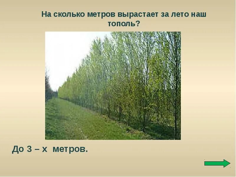 На сколько см вырастают за лето. Высота тополя. Тополь Возраст дерева. Скорость роста тополя. Сколько растет Тополь.