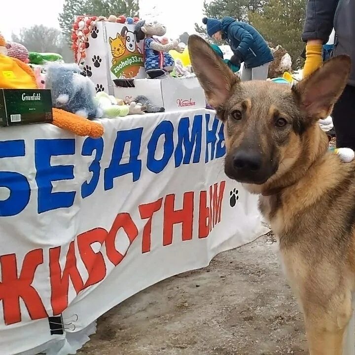 поможем приюту для бездомных животных. зоохелп33. зоохелп33. зоохелп33. помощь приюту для животных.