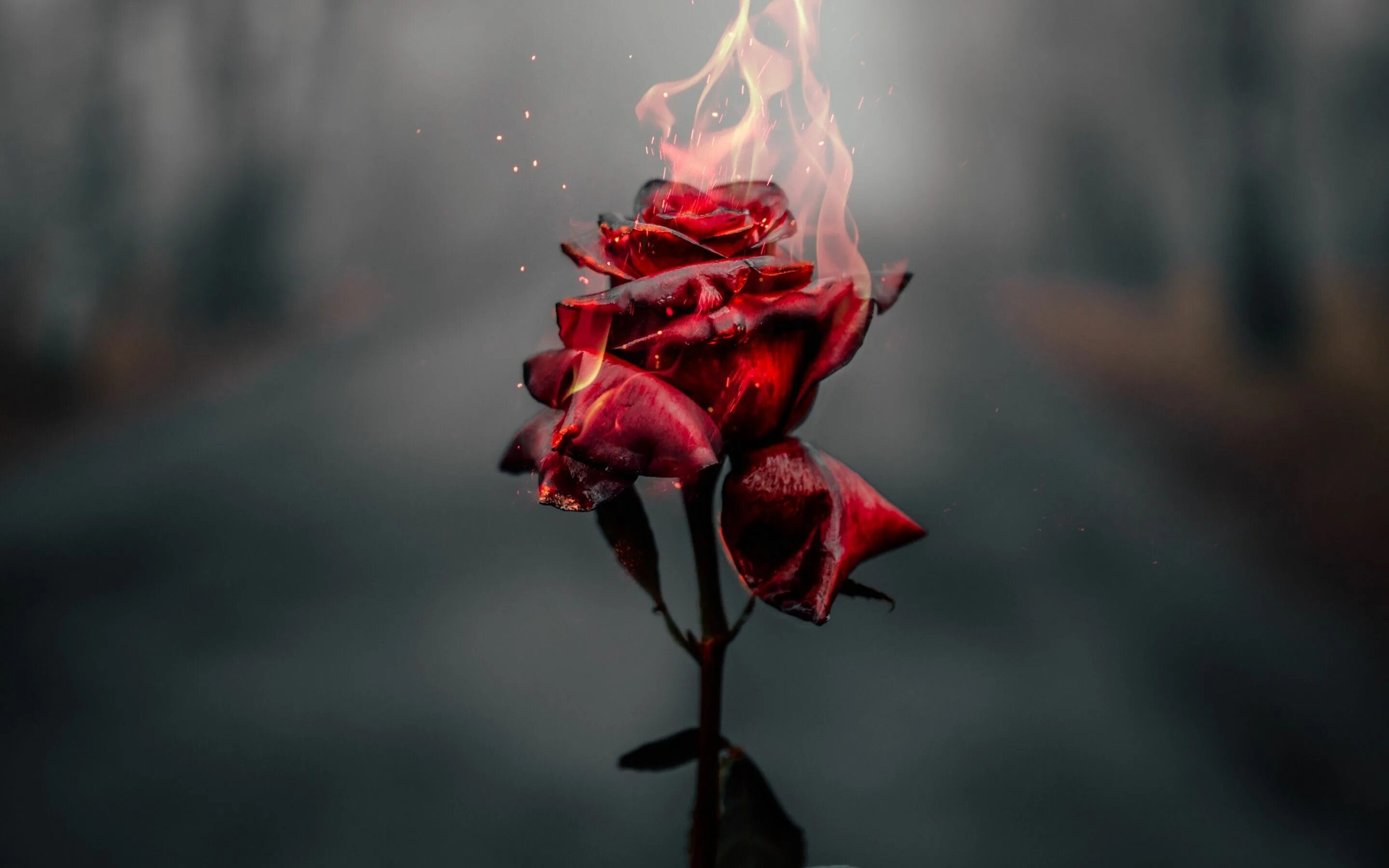 Burnt roses