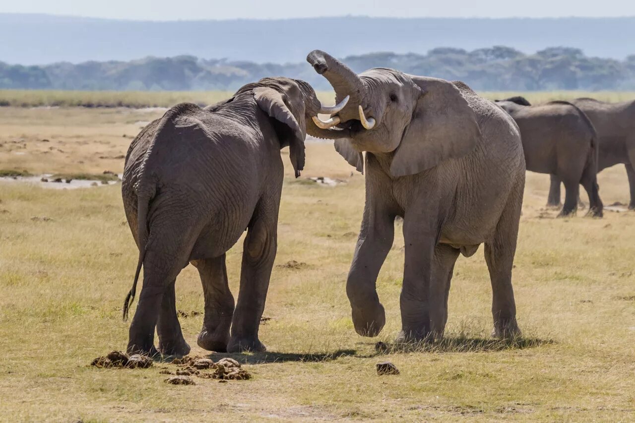 Animal communication. Слоны. Коммуникация животных. Общение животных между собой. Слон фото.