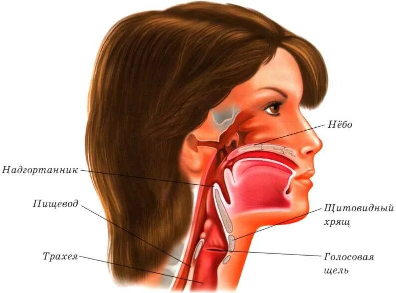 Горло гортань глотка анатомия. Надгортанник хрящ анатомия. Строение носоглотки и гортани. Анатомия носоглотки человека. Глоток куда