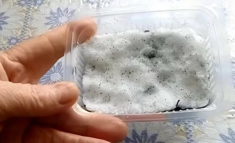 Посев петунии семенами на рассаду. Посев петунии семенами. Петуния на снег. Петуния на снег. Петуния на снег.