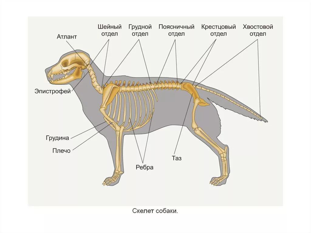 Позвоночный столб собаки анатомия. Строение скелета собаки позвоночник. Анатомия собаки скелет позвоночника. Хвостовые позвонки собаки строение.