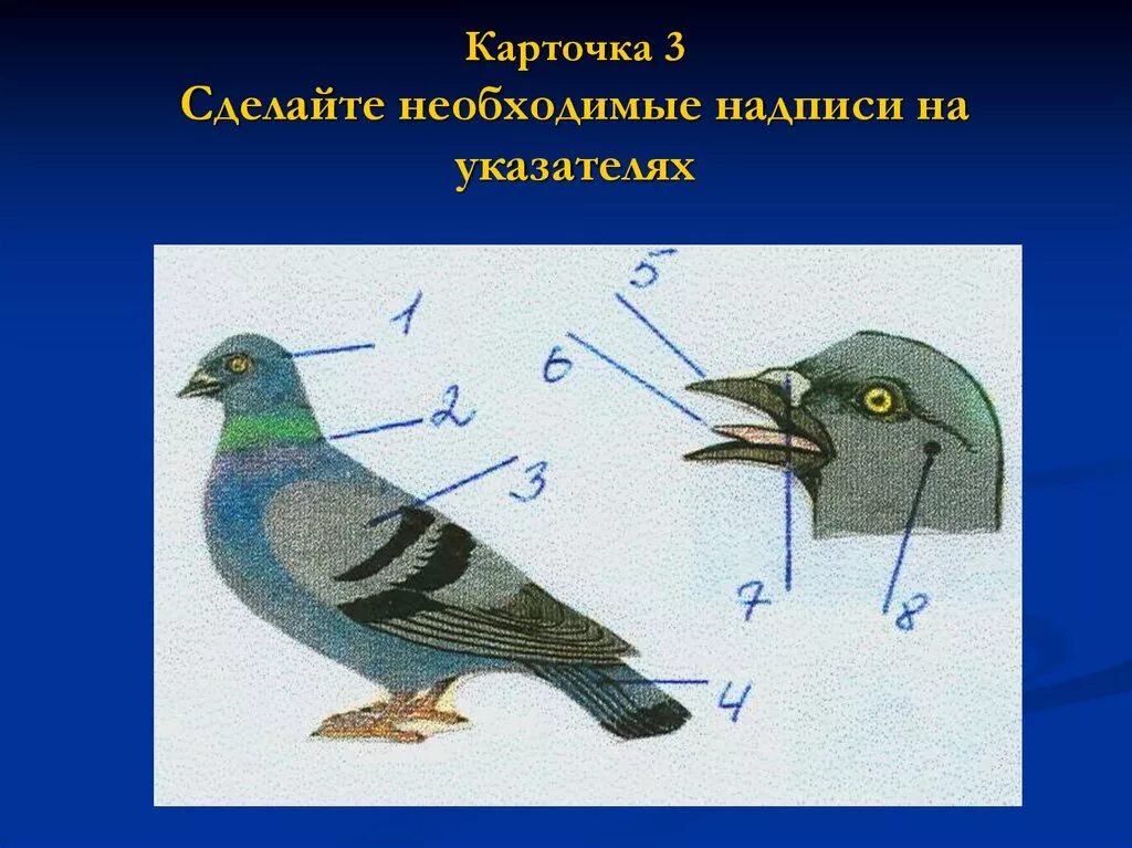 Осмотрите голову птицы обратите внимание. Строение птицы. Внешнее строение птиц. Внешний вид птицы. Схема внешнего строения птицы.