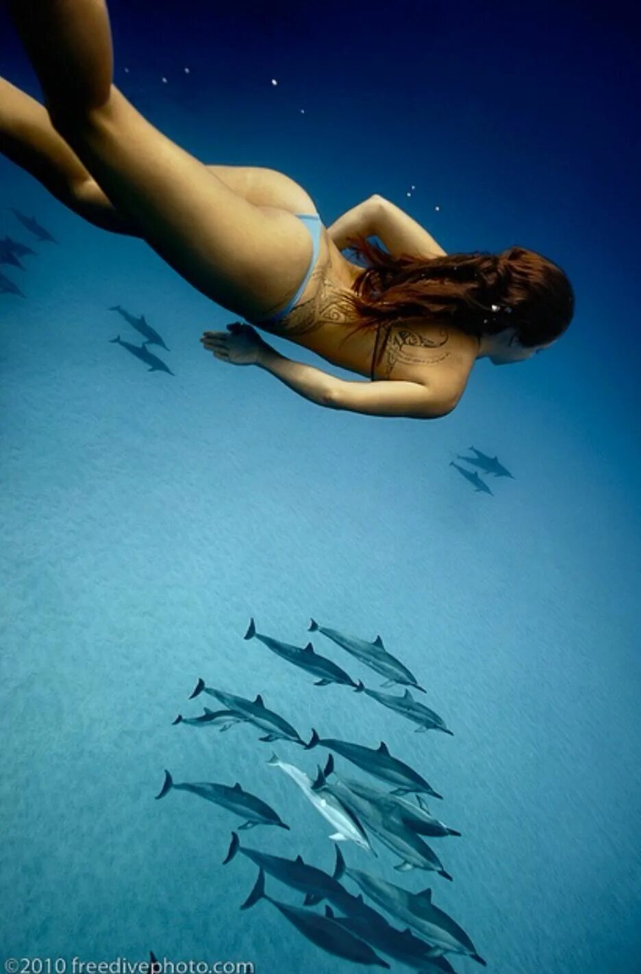 К чему снятся акулы в воде женщине. Рыбы под водой. Девушка под водой. Девушка плавает с рыбами. Девушка плавает с акулами.