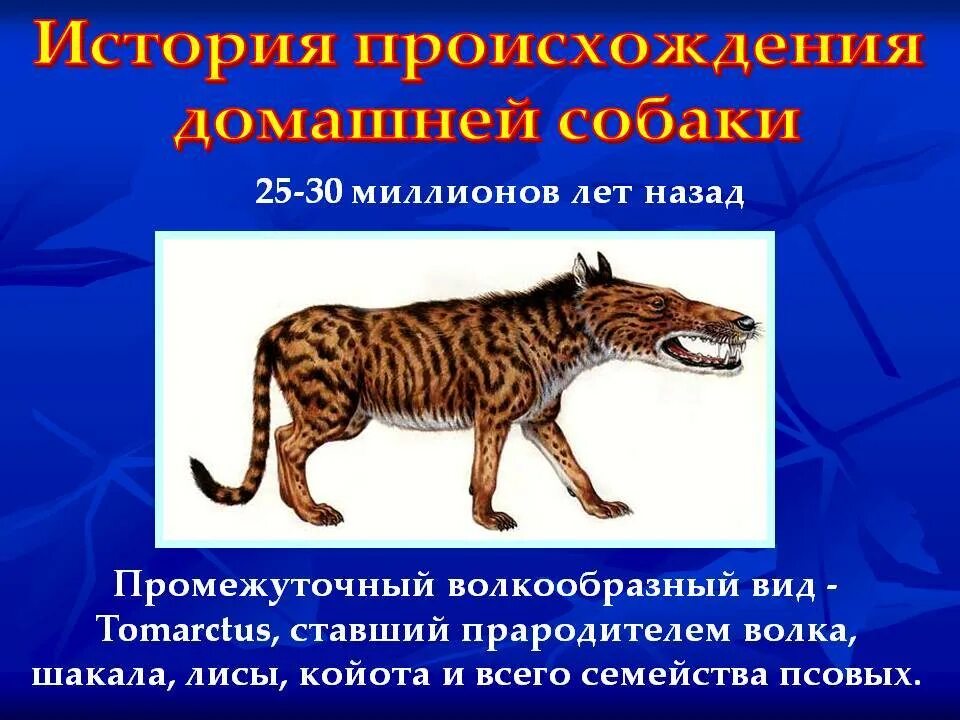 Происхождение животных 5 класс. Происхождение животных. предки собак. от каго произошли собаки. предки домашних кошек.
