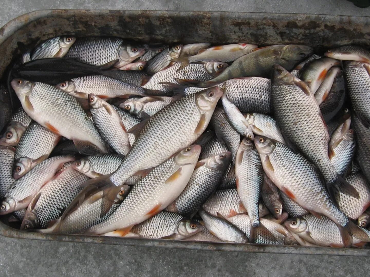 Крупный улов отзывы. Много щуки. Крупный сазан. Самый большой улов на удочку. Крупный улов отзывы.