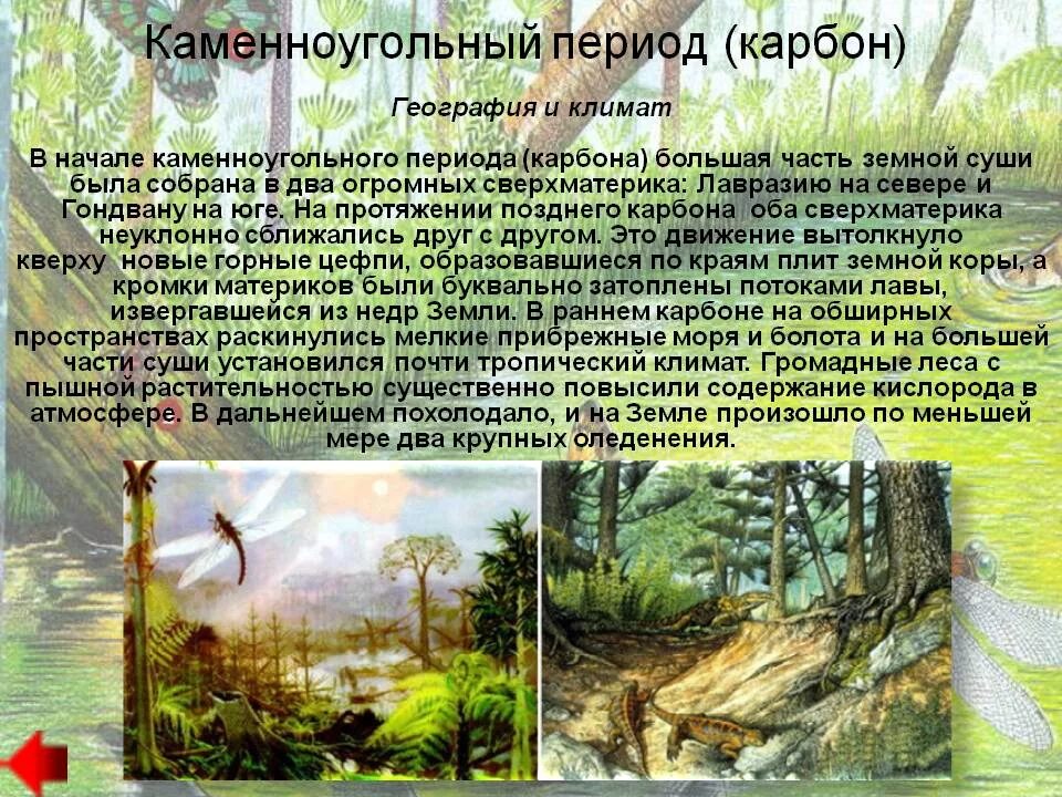 Карбон эра период. Каменноугольный период палеозойской эры растения. палеозой карбон климат.