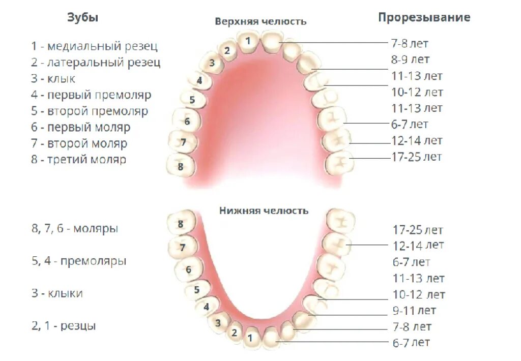 Порядок прорезывания постоянных зубов схема. Схема прорезывания коренных зубов. Сроки прорезывания коренных зубов у детей. Зубы у детей порядок прорезывания коренных зубов.