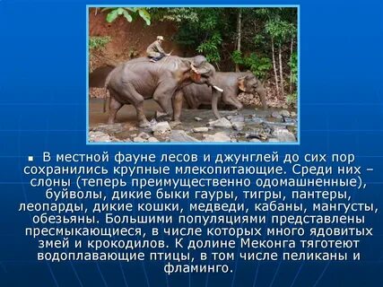 Местном животном мире