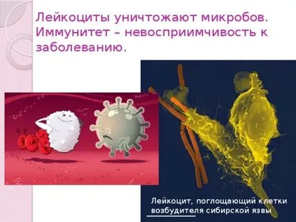 Лейкоцит бактерия