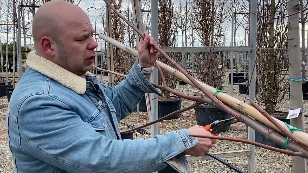 Как формировать клен. Клен формирование кроны. обрезка клена. обрезка клена весной. как обрезать клен.
