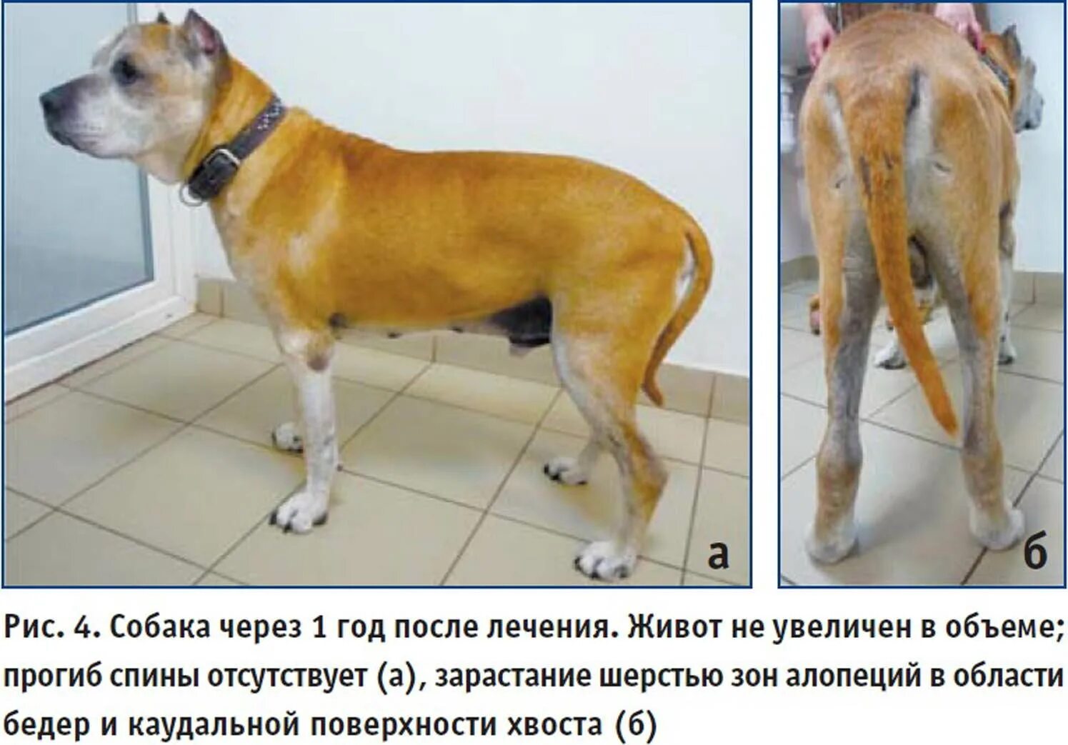 Надпочечники у собаки
