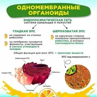 Органоиды животной клетки таблица 8 класс биология