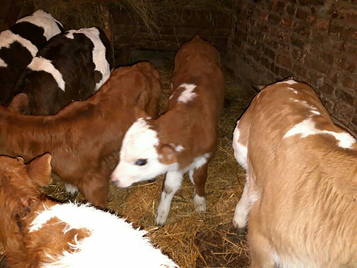 авито телята бычки. сельское хозяйство коровы. купить корову джерси на авито ставропольский край. коровы ставропольский край.