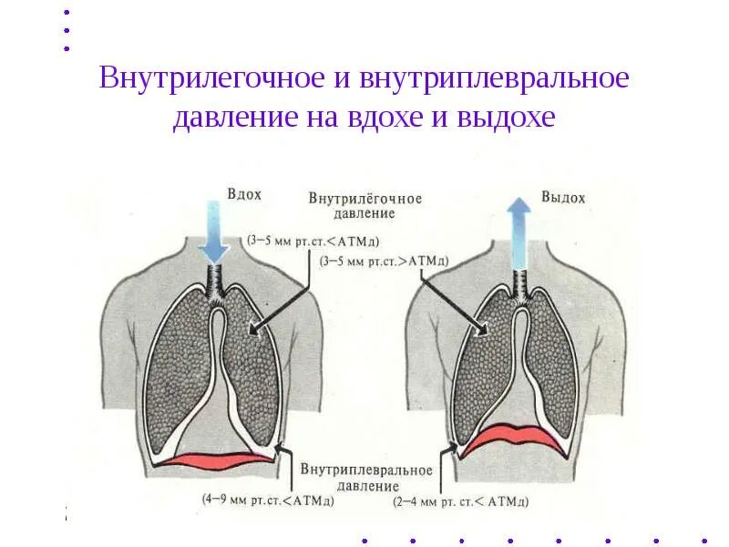 Температура вдоха и выдоха. Модель дондерса вдох и выдох. механизм вдоха и выдоха плевра. модель дондерса механизм вдоха и выдоха. внутрилегочное и внутриплевральное давление на вдохе и выдохе.